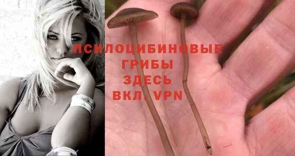 мяу мяу мука Баксан